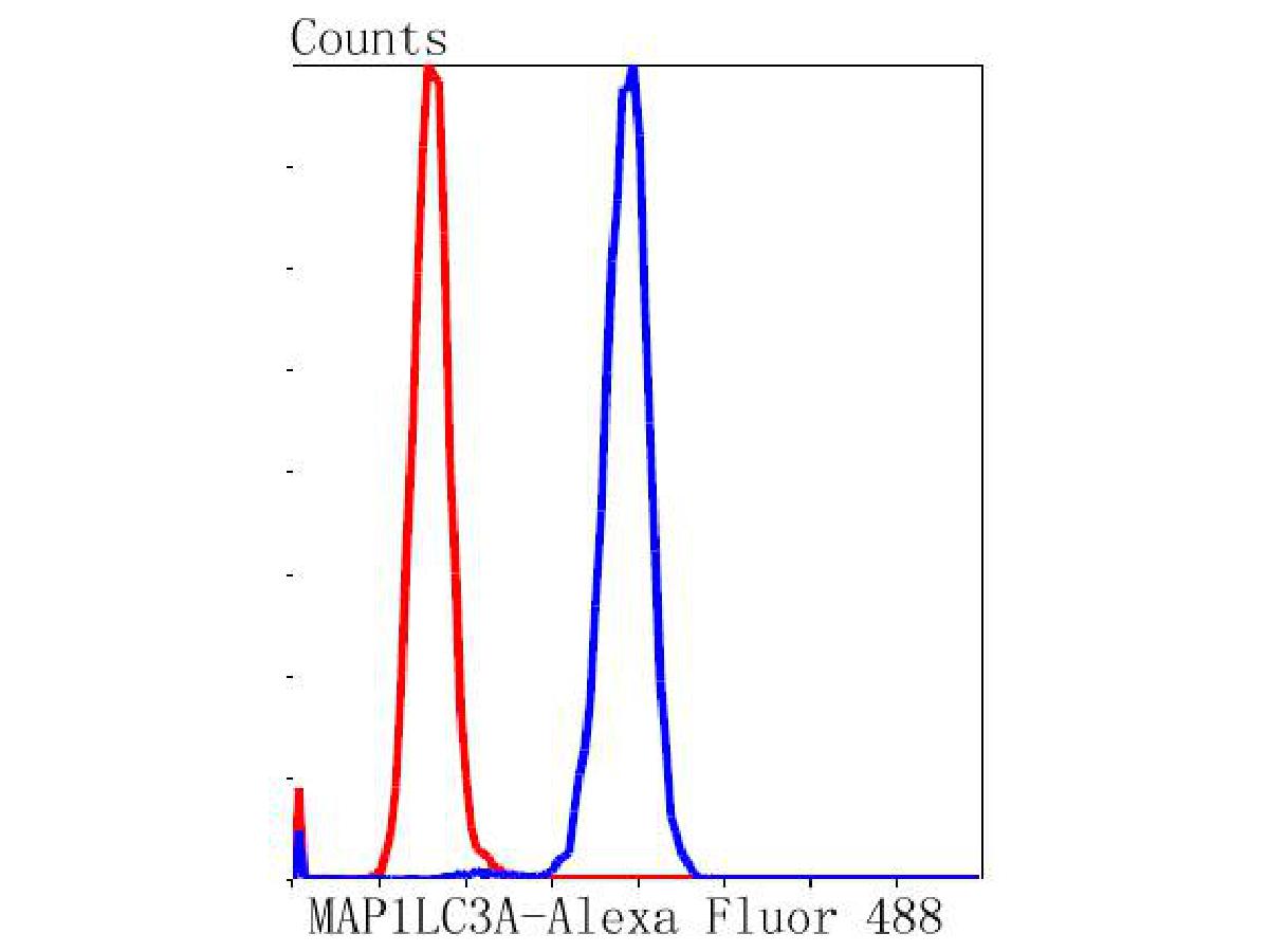 Flow cytometric analysis of MAP1LC3A was done on SH-SY5Y cells. The cells were fixed, permeabilized and stained with the primary antibody (ET1609-26, 1/50) (blue). After incubation of the primary antibody at room temperature for an hour, the cells were stained with a Alexa Fluor 488-conjugated Goat anti-Rabbit IgG Secondary antibody at 1/1000 dilution for 30 minutes.Unlabelled sample was used as a control (cells without incubation with primary antibody; red).