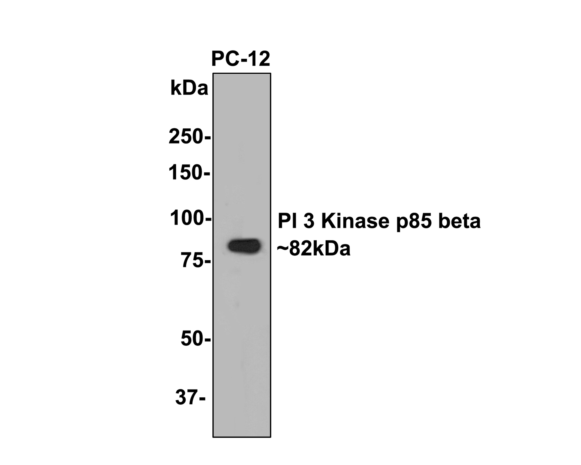 Western blot analysis of PI 3 Kinase p85 beta on PC-12 cell lysates with Rabbit anti-PI 3 Kinase p85 beta antibody (ET1609-30) at 1/500 dilution.<br />
<br />
Lysates/proteins at 10 µg/Lane.<br />
<br />
Predicted band size: 82 kDa<br />
Observed band size: 82 kDa<br />
<br />
Exposure time: 2 minutes;<br />
<br />
8% SDS-PAGE gel.<br />
<br />
Proteins were transferred to a PVDF membrane and blocked with 5% NFDM/TBST for 1 hour at room temperature. The primary antibody (ET1609-30) at 1/500 dilution was used in 5% NFDM/TBST at room temperature for 2 hours. Goat Anti-Rabbit IgG - HRP Secondary Antibody (HA1001) at 1:300,000 dilution was used for 1 hour at room temperature.