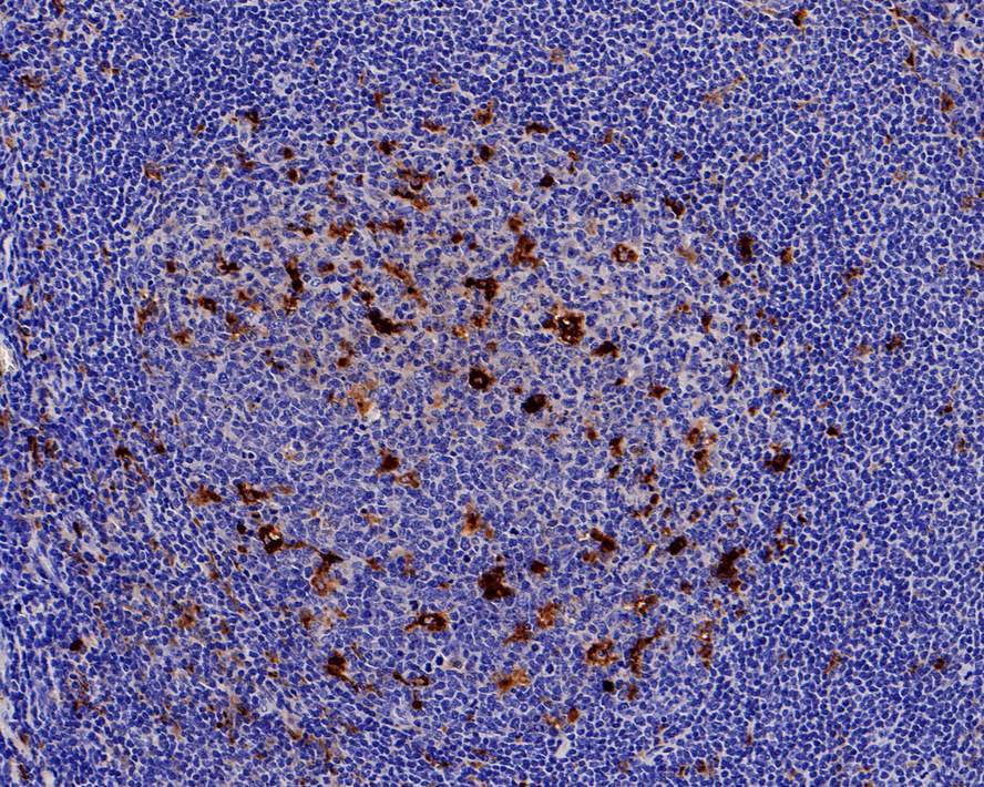 Immunohistochemical analysis of paraffin-embedded mouse spleen tissue using anti-Lysozyme antibody. The section was pre-treated using heat mediated antigen retrieval with Tris-EDTA buffer (pH 8.0-8.4) for 20 minutes.The tissues were blocked in 5% BSA for 30 minutes at room temperature, washed with ddH2O and PBS, and then probed with the primary antibody (ET1609-35, 1/50) for 30 minutes at room temperature. The detection was performed using an HRP conjugated compact polymer system. DAB was used as the chromogen. Tissues were counterstained with hematoxylin and mounted with DPX.