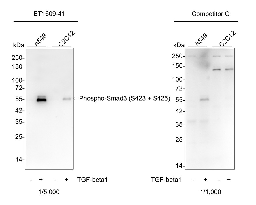 Recombinant Phospho EGFR (Y1068) Monoclonal Antibody (ET1612-30) – HUABIO