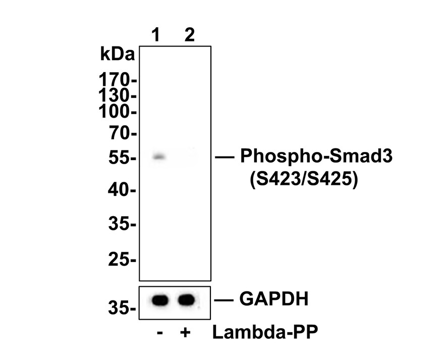 Western blot analysis of Phospho-Smad3(S423/S425) on K562 cell lysates.<br />
<br />
Lane 1: K562 cells, whole cell lysate, 10ug/lane<br />
Lane 2:  K562 cells treated with 2.8ug/ul lambda-PP for 30 minutes, whole cell lysates, 10ug/lane<br />
<br />
All lanes :<br />
Anti-Phospho-Smad3(S423/S425) antibody (ET1609-41) at 1/500 dilution. Anti-GAPDH antibody (ET1601-4) at 1:10,000 dilution. Goat Anti-Rabbit IgG H&L (HRP) (HA1001) at 1/200,000 dilution.<br />
<br />
Predicted band size: 48 kDa<br />
Observed band size: 60 kDa<br />
<br />
Blocking and diluting buffer: 5% BSA.<br />
<br />
Exposure time: 3 minutes 43 seconds