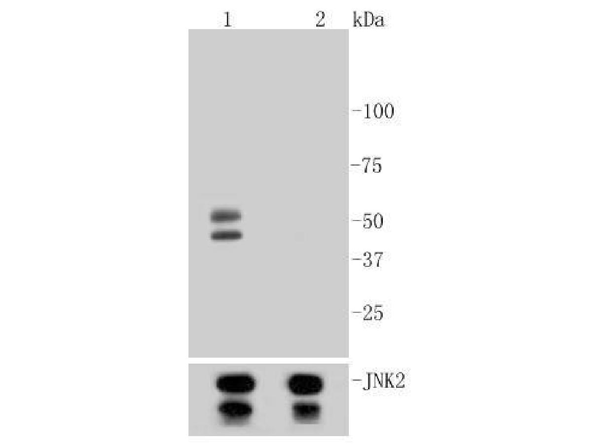 Western blot analysis of Phospho-JNK1/2/3(T183+T183+T221) on different lysates using anti-Phospho-JNK1/2/3(T183+T183+T221) antibody at 1/500 dilution.<br />
Lane 1: NIH/3T3 cell lysate, treated with Anisomycin<br />
Lane 2: NIH/3T3 cell lysate, untreated