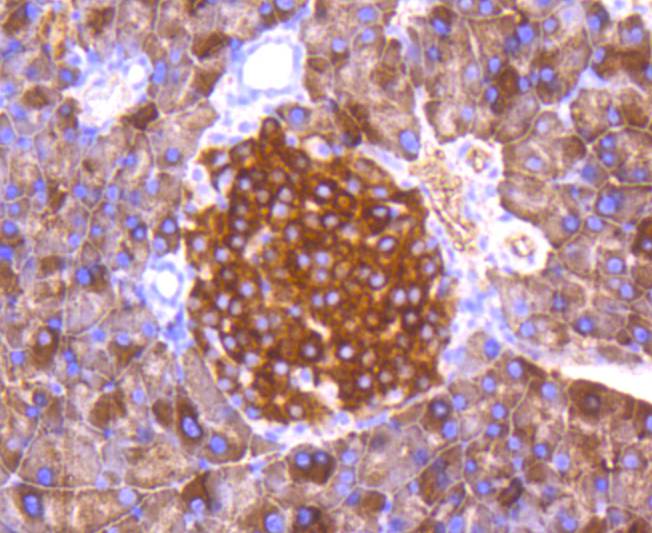Immunohistochemical analysis of paraffin-embedded mouse pancreas tissue using anti-Phospho-FOXO3a(S253) antibody. The section was pre-treated using heat mediated antigen retrieval with Tris-EDTA buffer (pH 8.0-8.4) for 20 minutes.The tissues were blocked in 5% BSA for 30 minutes at room temperature, washed with ddH2O and PBS, and then probed with the primary antibody (ET1609-49, 1/50) for 30 minutes at room temperature. The detection was performed using an HRP conjugated compact polymer system. DAB was used as the chromogen. Tissues were counterstained with hematoxylin and mounted with DPX.