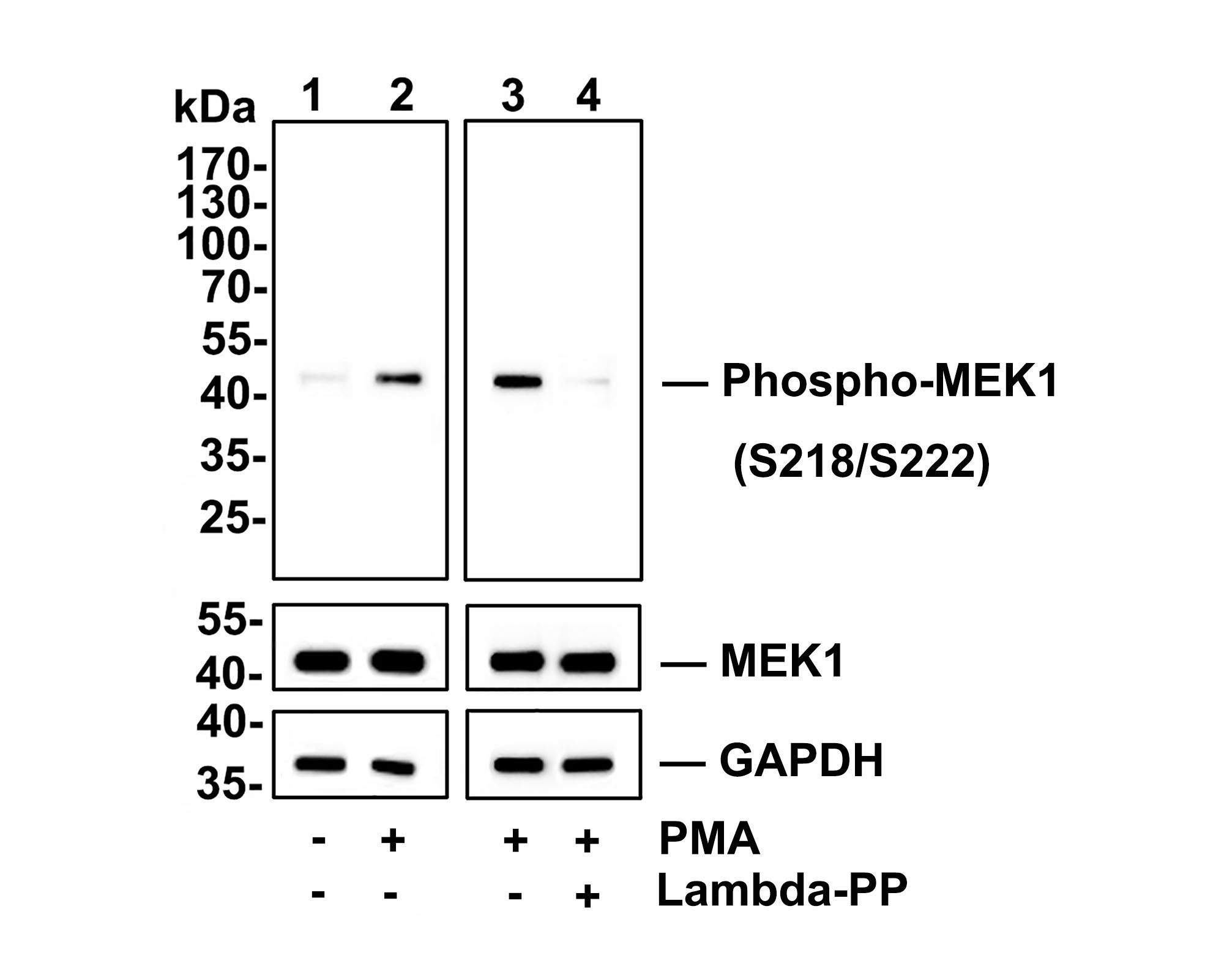 Western blot analysis of Phospho-MEK1(S218/S222) on Hela cell lysates.<br />
<br />
Lane 1: Hela cells, whole cell lysate, 10ug/lane<br />
Lane 2/3: Hela cells treated with 200 nM PMA for 20 minutes, whole cell lysates, 10ug/lane<br />
Lane 4:  Hela cells treated with 200 nM PMA for 20 minutes, then treated with 2.8ug/ul lambda-PP for 30 minutes, whole cell lysates, 10ug/lane<br />
<br />
All lanes :<br />
Anti-Phospho-MEK1(S218/S222) antibody (ET1609-50) at 1/500 dilution. Anti-MEK1 antibody (ET1603-20) at 1/500 dilution. Anti-GAPDH antibody (ET1601-4) at 1/10,000 dilution. Goat Anti-Rabbit IgG H&L (HRP) (HA1001) at 1/200,000 dilution.<br />
<br />
Predicted band size:43 kDa<br />
Observed band size:43 kDa<br />
<br />
Blocking and diluting buffer: 5% BSA.<br />
<br />
Exposure time: Lane1/2  5 minutes<br />
                         Lane3/4  1 minutes 32 seconds