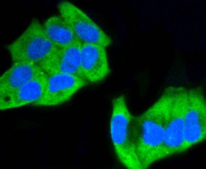 ICC staining of Phospho-MEK1(S218/S222) in NIH/3T3 cells (green). Formalin fixed cells were permeabilized with 0.1% Triton X-100 in TBS for 10 minutes at room temperature and blocked with 1% Blocker BSA for 15 minutes at room temperature. Cells were probed with the primary antibody (ET1609-50, 1/50) for 1 hour at room temperature, washed with PBS. Alexa Fluor®488 Goat anti-Rabbit IgG was used as the secondary antibody at 1/1,000 dilution. The nuclear counter stain is DAPI (blue).