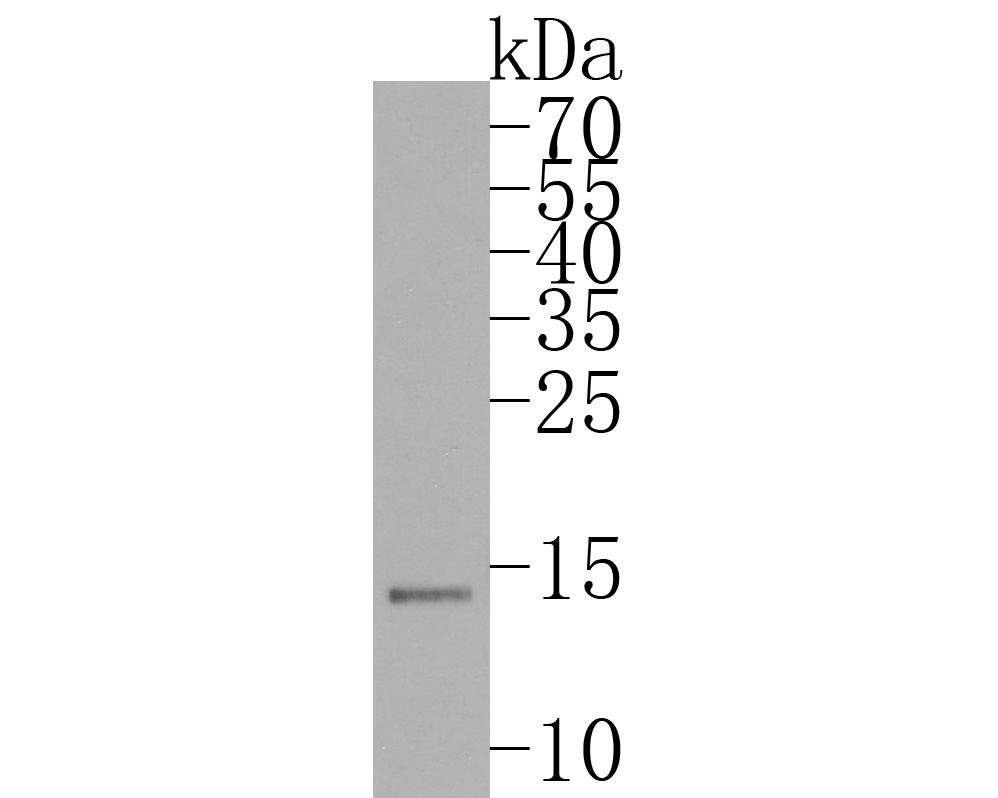 Western blot analysis of Histone H3.3 on Hela cell lysates. Proteins were transferred to a PVDF membrane and blocked with 5% BSA in PBS for 1 hour at room temperature. The primary antibody (ET1609-59, 1/500) was used in 5% BSA at room temperature for 2 hours. Goat Anti-Rabbit IgG - HRP Secondary Antibody (HA1001) at 1:200,000 dilution was used for 1 hour at room temperature.