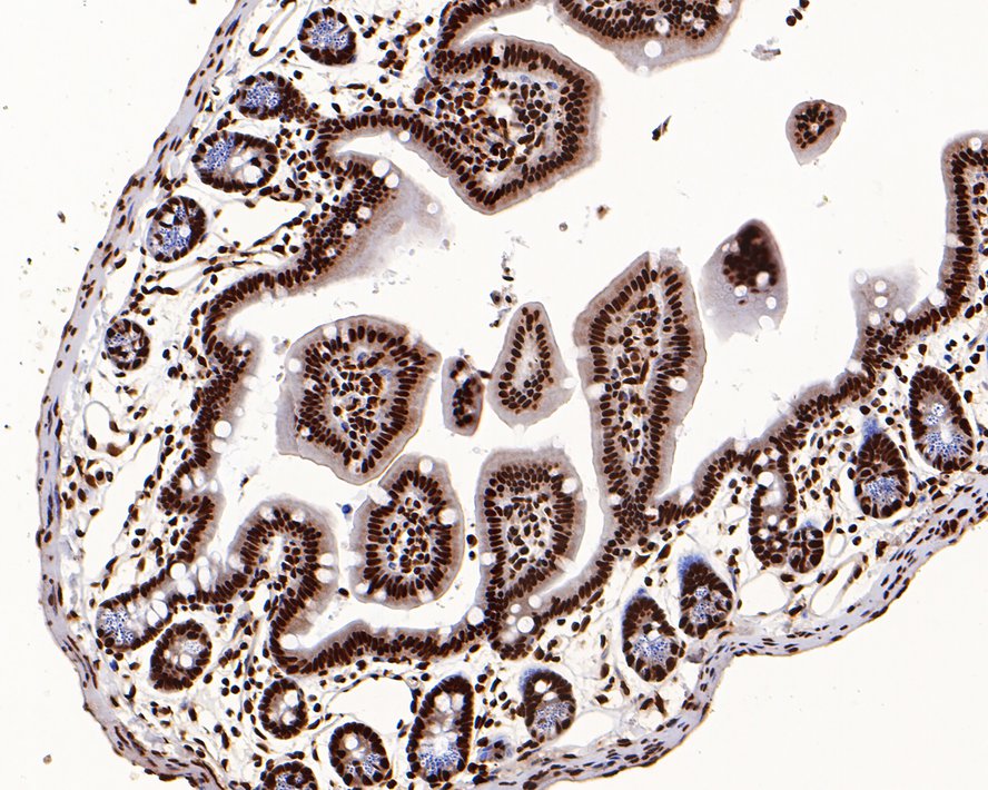 Immunohistochemical analysis of paraffin-embedded mouse colon tissue using anti-Histone H3.3 antibody. The section was pre-treated using heat mediated antigen retrieval with Tris-EDTA buffer (pH 8.0-8.4) for 20 minutes.The tissues were blocked in 5% BSA for 30 minutes at room temperature, washed with ddH2O and PBS, and then probed with the primary antibody (ET1609-59, 1/200) for 30 minutes at room temperature. The detection was performed using an HRP conjugated compact polymer system. DAB was used as the chromogen. Tissues were counterstained with hematoxylin and mounted with DPX.