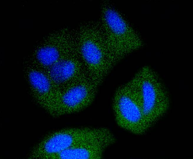 Immunohistochemical analysis of paraffin-embedded rat testis tissue using anti-Src antibody. Counter stained with hematoxylin.