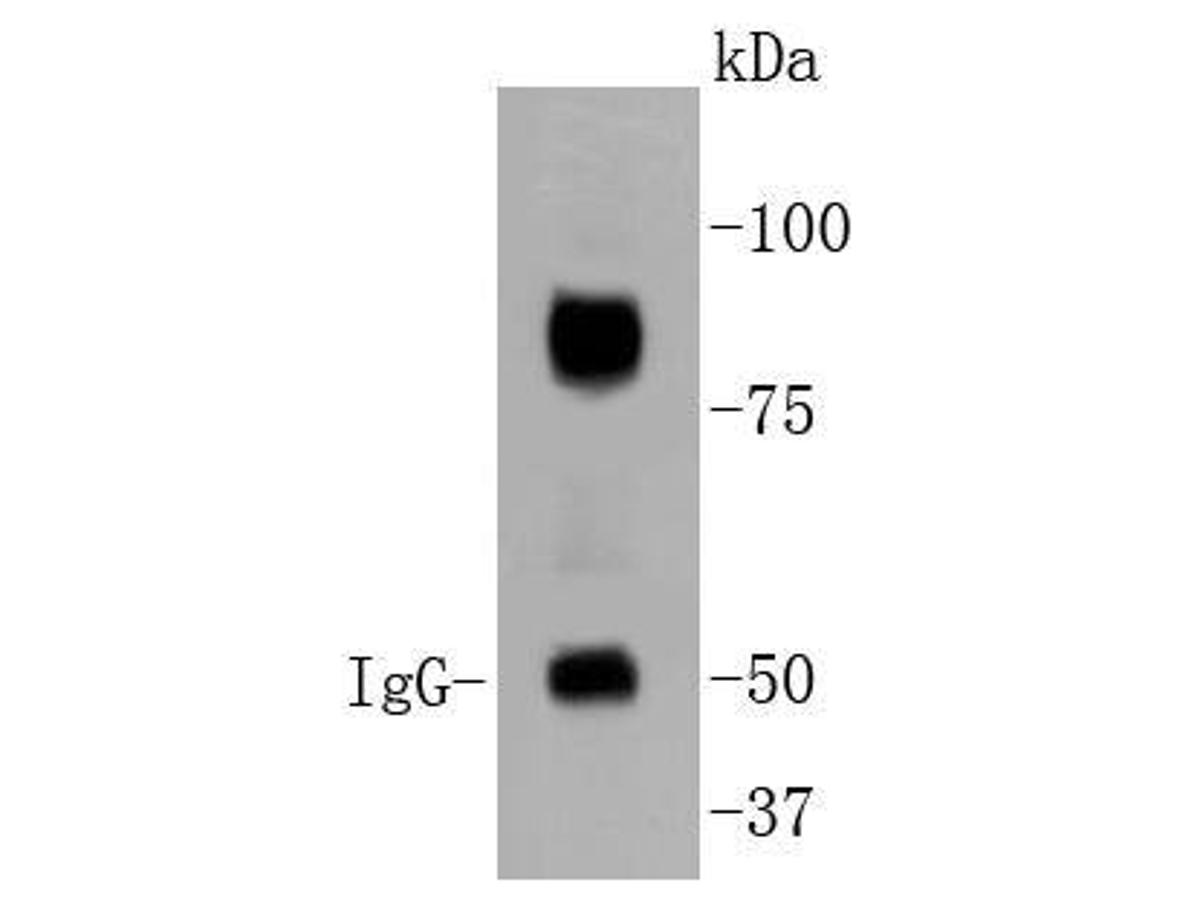 Western blot analysis of HIF-1 beta on human liver tissue lysates. Proteins were transferred to a PVDF membrane and blocked with 5% BSA in PBS for 1 hour at room temperature. The primary antibody (ET1609-67, 1/500) was used in 5% BSA at room temperature for 2 hours. Goat Anti-Rabbit IgG - HRP Secondary Antibody (HA1001) at 1:5,000 dilution was used for 1 hour at room temperature.