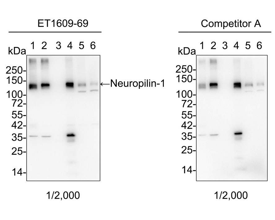 Western blot analysis of Neuropilin-1 on different lysates. Proteins were transferred to a PVDF membrane and blocked with 5% BSA in PBS for 1 hour at room temperature. The primary antibody (ET1609-69, 1/500) was used in 5% BSA at room temperature for 2 hours. Goat Anti-Rabbit IgG - HRP Secondary Antibody (HA1001) at 1:5,000 dilution was used for 1 hour at room temperature.<br />
Positive control: <br />
Lane 1: mouse heart tissue lysate<br />
Lane 2: mouse liver tissue lysate<br />
Lane 3: mouse kidney tissue lysate<br />
Lane 4: human liver tissue lysate