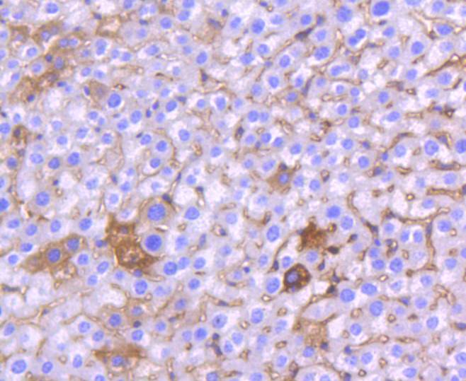 Immunohistochemical analysis of paraffin-embedded mouse liver tissue using anti-Chk1 antibody. The section was pre-treated using heat mediated antigen retrieval with Tris-EDTA buffer (pH 8.0-8.4) for 20 minutes.The tissues were blocked in 5% BSA for 30 minutes at room temperature, washed with ddH2O and PBS, and then probed with the primary antibody (ET1609-71, 1/50) for 30 minutes at room temperature. The detection was performed using an HRP conjugated compact polymer system. DAB was used as the chromogen. Tissues were counterstained with hematoxylin and mounted with DPX.