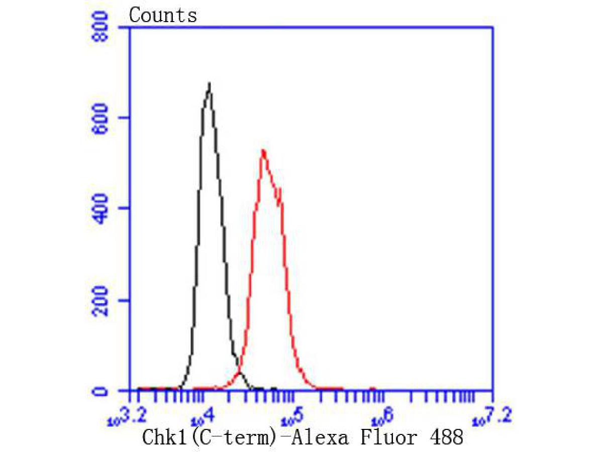 Flow cytometric analysis of Chk1 was done on Hela cells. The cells were fixed, permeabilized and stained with the primary antibody (ET1609-71, 1/50) (red). After incubation of the primary antibody at room temperature for an hour, the cells were stained with a Alexa Fluor 488-conjugated Goat anti-Rabbit IgG Secondary antibody at 1/1000 dilution for 30 minutes.Unlabelled sample was used as a control (cells without incubation with primary antibody; black).