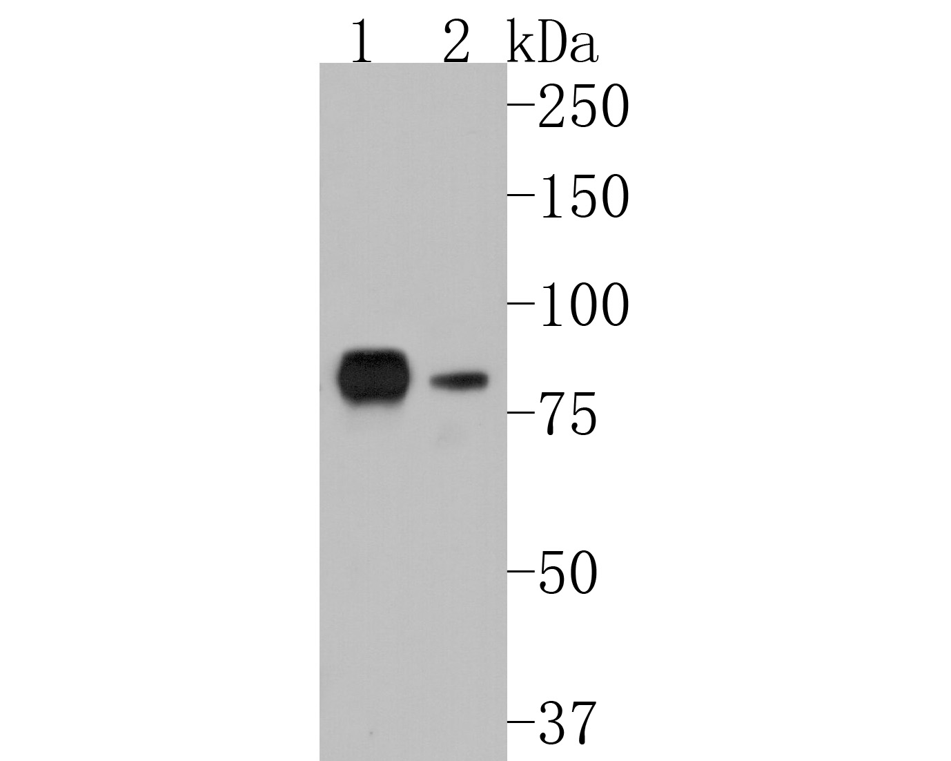 Western blot analysis of GRK2 on different lysates. Proteins were transferred to a PVDF membrane and blocked with 5% BSA in PBS for 1 hour at room temperature. The primary antibody (ET1609-72, 1/500) was used in 5% BSA at room temperature for 2 hours. Goat Anti-Rabbit IgG - HRP Secondary Antibody (HA1001) at 1:5,000 dilution was used for 1 hour at room temperature.<br />
Positive control: <br />
Lane 1: Raji cell lysate<br />
Lane 2: Hela cell lysate
