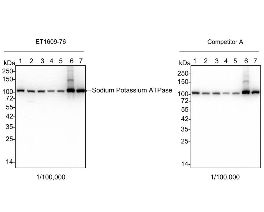 Western blot analysis of Sodium Potassium ATPase on different lysates with Rabbit anti-Sodium Potassium ATPase antibody (ET1609-76) at 1/100,000 dilution and competitor's antibody at 1/100,000 dilution.<br />
<br />
Lane 1: HeLa cell lysate (no heat) (20 µg/Lane)<br />
Lane 2: HT-29 cell lysate (no heat) (20 µg/Lane)<br />
Lane 3: HepG2 cell lysate (no heat) (20 µg/Lane)<br />
Lane 4: NIH/3T3 cell lysate (no heat) (20 µg/Lane)<br />
Lane 5: L-929 cell lysate (no heat) (20 µg/Lane)<br />
Lane 6: Mouse brain tissue lysate (no heat) (20 µg/Lane)<br />
Lane 7: Rat brain tissue lysate (no heat) (20 µg/Lane)<br />
<br />
Predicted band size: 113 kDa<br />
Observed band size: 100 kDa<br />
<br />
Exposure time: 20 seconds;<br />
<br />
4-20% SDS-PAGE gel.<br />
<br />
Proteins were transferred to a PVDF membrane and blocked with 5% NFDM/TBST for 1 hour at room temperature. The primary antibody (ET1609-76) at 1/100,000 dilution and competitor's antibody at 1/100,000 dilution were used in 5% NFDM/TBST at 4℃ overnight. Goat Anti-Rabbit IgG - HRP Secondary Antibody (HA1001) at 1:50,000 dilution was used for 1 hour at room temperature.