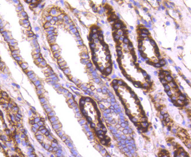 Immunohistochemical analysis of paraffin-embedded mouse liver tissue using anti-Sodium Potassium ATPase antibody. The section was pre-treated using heat mediated antigen retrieval with Tris-EDTA buffer (pH 8.0-8.4) for 20 minutes.The tissues were blocked in 5% BSA for 30 minutes at room temperature, washed with ddH2O and PBS, and then probed with the primary antibody (ET1609-76, 1/50) for 30 minutes at room temperature. The detection was performed using an HRP conjugated compact polymer system. DAB was used as the chromogen. Tissues were counterstained with hematoxylin and mounted with DPX.