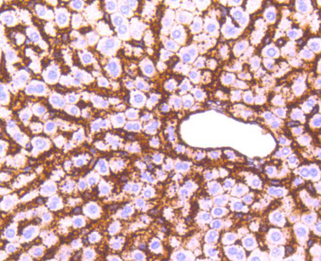 Immunohistochemical analysis of paraffin-embedded mouse liver tissue using anti-Sodium Potassium ATPase antibody. The section was pre-treated using heat mediated antigen retrieval with Tris-EDTA buffer (pH 8.0-8.4) for 20 minutes.The tissues were blocked in 5% BSA for 30 minutes at room temperature, washed with ddH2O and PBS, and then probed with the primary antibody (ET1609-76, 1/50) for 30 minutes at room temperature. The detection was performed using an HRP conjugated compact polymer system. DAB was used as the chromogen. Tissues were counterstained with hematoxylin and mounted with DPX.