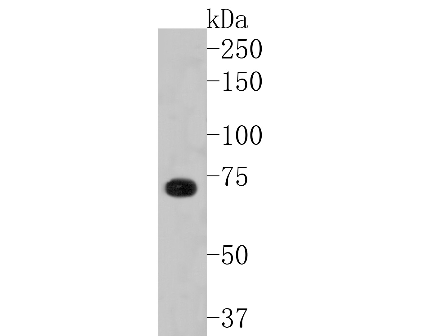 Western blot analysis of p73 on 293 cell lysates. Proteins were transferred to a PVDF membrane and blocked with 5% BSA in PBS for 1 hour at room temperature. The primary antibody (ET1609-80, 1/500) was used in 5% BSA at room temperature for 2 hours. Goat Anti-Rabbit IgG - HRP Secondary Antibody (HA1001) at 1:5,000 dilution was used for 1 hour at room temperature.