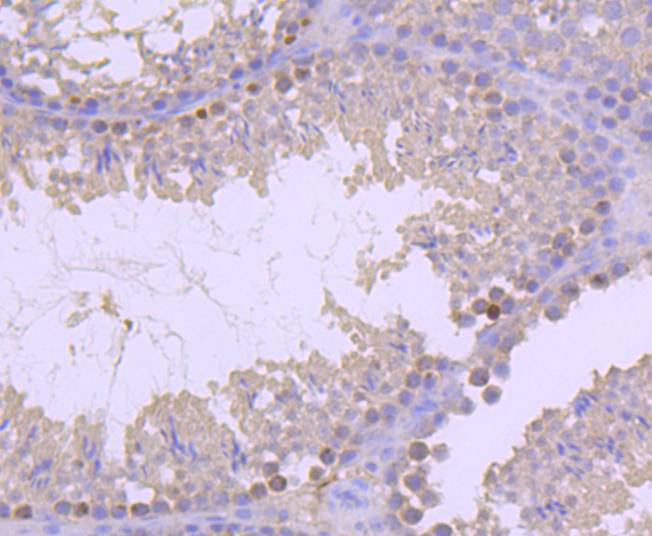 Immunohistochemical analysis of paraffin-embedded mouse testis tissue using anti-Histone H2B(mono methyl R79) antibody. Counter stained with hematoxylin.