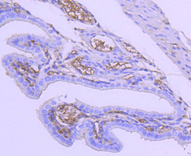 Immunohistochemical analysis of paraffin-embedded mouse placenta tissue using anti-Tuberin antibody. The section was pre-treated using heat mediated antigen retrieval with Tris-EDTA buffer (pH 8.0-8.4) for 20 minutes.The tissues were blocked in 5% BSA for 30 minutes at room temperature, washed with ddH2O and PBS, and then probed with the primary antibody (ET1610-10, 1/50) for 30 minutes at room temperature. The detection was performed using an HRP conjugated compact polymer system. DAB was used as the chromogen. Tissues were counterstained with hematoxylin and mounted with DPX.