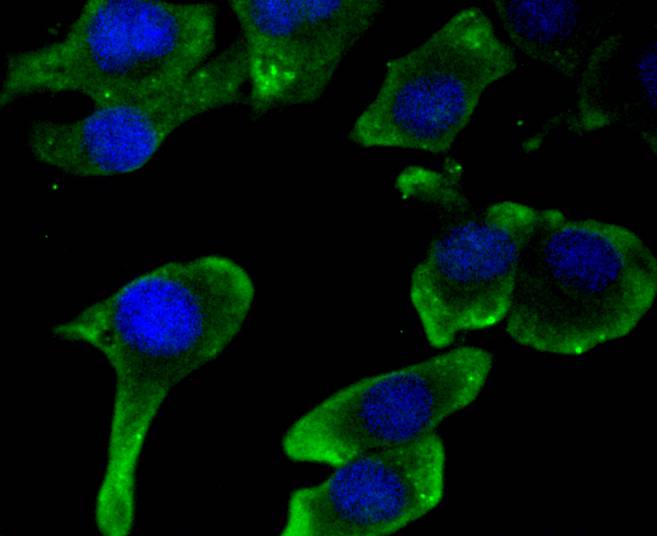 ICC staining of JNK2 in SHG-44 cells (green). Formalin fixed cells were permeabilized with 0.1% Triton X-100 in TBS for 10 minutes at room temperature and blocked with 1% Blocker BSA for 15 minutes at room temperature. Cells were probed with the primary antibody (ET1610-11, 1/50) for 1 hour at room temperature, washed with PBS. Alexa Fluor®488 Goat anti-Rabbit IgG was used as the secondary antibody at 1/1,000 dilution. The nuclear counter stain is DAPI (blue).