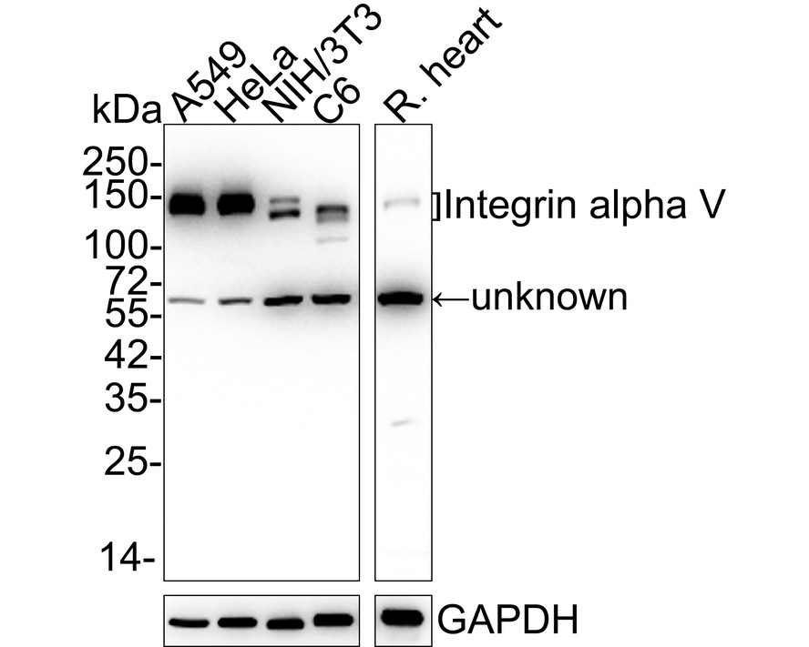 Western blot analysis of Integrin alpha V on A549 cell lysates. Proteins were transferred to a PVDF membrane and blocked with 5% BSA in PBS for 1 hour at room temperature. The primary antibody (ET1610-15, 1/500) was used in 5% BSA at room temperature for 2 hours. Goat Anti-Rabbit IgG - HRP Secondary Antibody (HA1001) at 1:5,000 dilution was used for 1 hour at room temperature.<br />
<br />
Predicted band size: 116 kDa<br />
Observed band size: 130 kDa