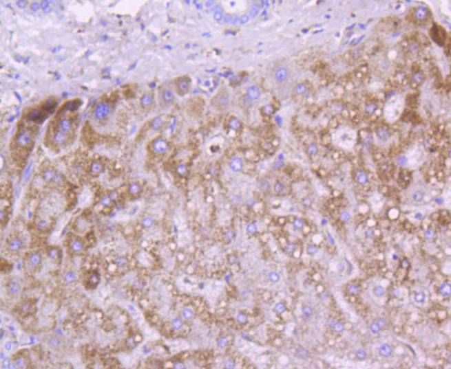 Immunohistochemical analysis of paraffin-embedded human kidney tissue using anti-Cytochrome C antibody. The section was pre-treated using heat mediated antigen retrieval with Tris-EDTA buffer (pH 8.0-8.4) for 20 minutes.The tissues were blocked in 5% BSA for 30 minutes at room temperature, washed with ddH2O and PBS, and then probed with the primary antibody (ET1610-16, 1/50) for 30 minutes at room temperature. The detection was performed using an HRP conjugated compact polymer system. DAB was used as the chromogen. Tissues were counterstained with hematoxylin and mounted with DPX.