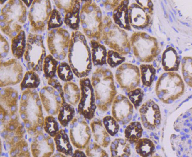 Immunohistochemical analysis of paraffin-embedded mouse colon tissue using anti-Cytochrome C antibody. The section was pre-treated using heat mediated antigen retrieval with Tris-EDTA buffer (pH 8.0-8.4) for 20 minutes.The tissues were blocked in 5% BSA for 30 minutes at room temperature, washed with ddH2O and PBS, and then probed with the primary antibody (ET1610-16, 1/50) for 30 minutes at room temperature. The detection was performed using an HRP conjugated compact polymer system. DAB was used as the chromogen. Tissues were counterstained with hematoxylin and mounted with DPX.