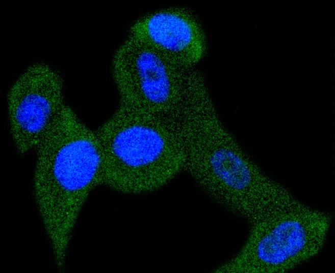 ICC staining of PBP in PC-3M cells (green). Formalin fixed cells were permeabilized with 0.1% Triton X-100 in TBS for 10 minutes at room temperature and blocked with 1% Blocker BSA for 15 minutes at room temperature. Cells were probed with the primary antibody (ET1610-18, 1/50) for 1 hour at room temperature, washed with PBS. Alexa Fluor®488 Goat anti-Rabbit IgG was used as the secondary antibody at 1/1,000 dilution. The nuclear counter stain is DAPI (blue).