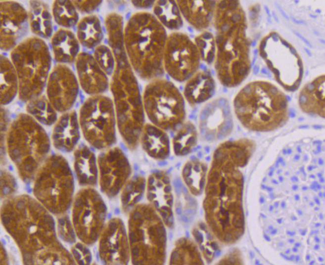 Immunohistochemical analysis of paraffin-embedded human kidney tissue using anti-PBP antibody. The section was pre-treated using heat mediated antigen retrieval with Tris-EDTA buffer (pH 8.0-8.4) for 20 minutes.The tissues were blocked in 5% BSA for 30 minutes at room temperature, washed with ddH2O and PBS, and then probed with the primary antibody (ET1610-18, 1/50) for 30 minutes at room temperature. The detection was performed using an HRP conjugated compact polymer system. DAB was used as the chromogen. Tissues were counterstained with hematoxylin and mounted with DPX.