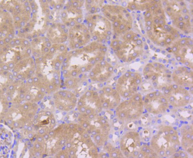 Immunohistochemical analysis of paraffin-embedded mouse kidney tissue using anti-PBP antibody. The section was pre-treated using heat mediated antigen retrieval with Tris-EDTA buffer (pH 8.0-8.4) for 20 minutes.The tissues were blocked in 5% BSA for 30 minutes at room temperature, washed with ddH2O and PBS, and then probed with the primary antibody (ET1610-18, 1/50) for 30 minutes at room temperature. The detection was performed using an HRP conjugated compact polymer system. DAB was used as the chromogen. Tissues were counterstained with hematoxylin and mounted with DPX.