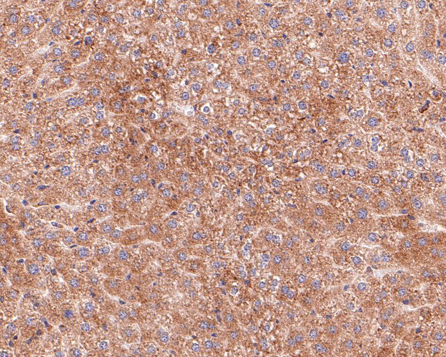 Immunohistochemical analysis of paraffin-embedded mouse kidney tissue with Rabbit anti-BCL2A1 antibody (ET1610-20) at 1/400 dilution.<br />
<br />
The section was pre-treated using heat mediated antigen retrieval with Tris-EDTA buffer (pH 9.0) for 20 minutes. The tissues were blocked in 1% BSA for 20 minutes at room temperature, washed with ddH2O and PBS, and then probed with the primary antibody (ET1610-20) at 1/400 dilution for 1 hour at room temperature. The detection was performed using an HRP conjugated compact polymer system. DAB was used as the chromogen. Tissues were counterstained with hematoxylin and mounted with DPX.