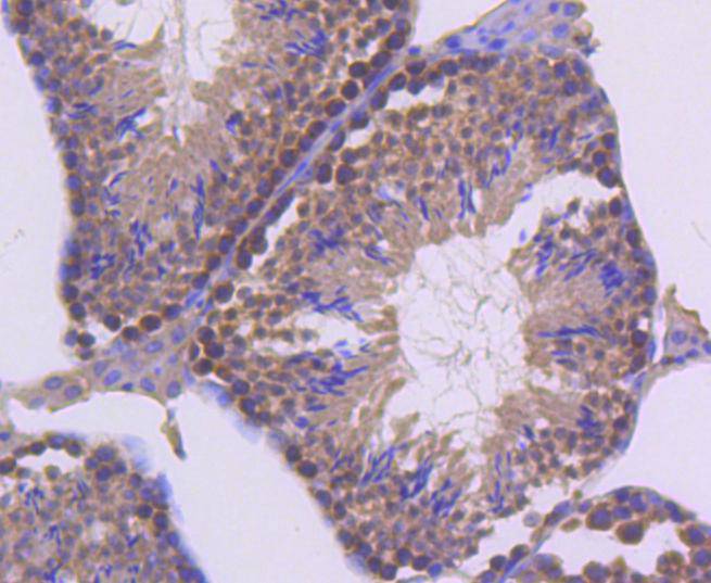 Immunohistochemical analysis of paraffin-embedded mouse testis tissue using anti-UBC9 antibody. The section was pre-treated using heat mediated antigen retrieval with Tris-EDTA buffer (pH 8.0-8.4) for 20 minutes.The tissues were blocked in 5% BSA for 30 minutes at room temperature, washed with ddH2O and PBS, and then probed with the primary antibody (ET1610-21, 1/50) for 30 minutes at room temperature. The detection was performed using an HRP conjugated compact polymer system. DAB was used as the chromogen. Tissues were counterstained with hematoxylin and mounted with DPX.
