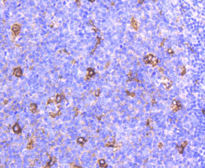 Immunohistochemical analysis of paraffin-embedded human tonsil tissue using anti-Apolipoprotein E antibody. The section was pre-treated using heat mediated antigen retrieval with Tris-EDTA buffer (pH 8.0-8.4) for 20 minutes.The tissues were blocked in 5% BSA for 30 minutes at room temperature, washed with ddH2O and PBS, and then probed with the primary antibody (ET1610-22, 1/50) for 30 minutes at room temperature. The detection was performed using an HRP conjugated compact polymer system. DAB was used as the chromogen. Tissues were counterstained with hematoxylin and mounted with DPX.