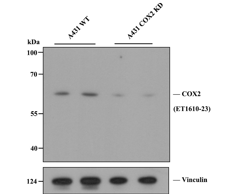 All lanes: Western blot analysis of COX2 with anti-COX2 antibody [SC56-06] (ET1610-23) at 1:1,000 dilution.<br />
Lane 1/2: Wild-type A431 whole cell lysate (20 µg).<br />
Lane 3/4: COX2 fragment knockdown A431 whole cell lysate (20 µg).<br />
<br />
ET1610-23 was shown to specifically react with COX2 in wild-type A431 cells. Weakened bands were observed when COX2 knockdown samples were tested. Wild-type and COX2 knockdown samples were subjected to SDS-PAGE. Proteins were transferred to a PVDF membrane and blocked with 5% NFDM in TBST for 1 hour at room temperature. The primary antibody (ET1610-23, 1/1,000) and Loading control antibody (Rabbit anti-Vinculin, ET1705-94, 1/5,000) were used in 5% BSA at room temperature for 2 hours. Goat Anti-Rabbit IgG-HRP Secondary Antibody (HA1001) at 1:200,000 dilution was used for 1 hour at room temperature.