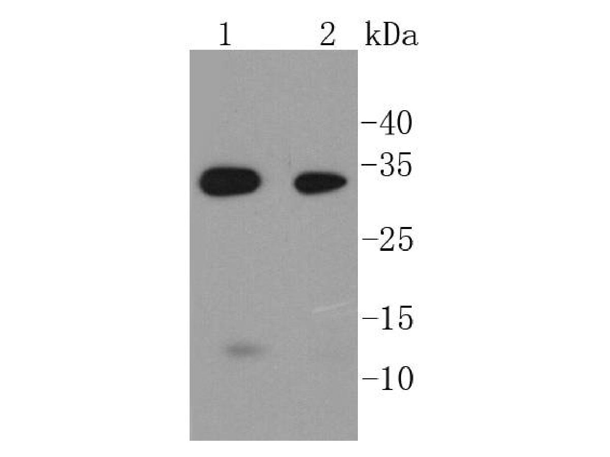 Western blot analysis of Caspase-6 on different lysates. Proteins were transferred to a PVDF membrane and blocked with 5% BSA in PBS for 1 hour at room temperature. The primary antibody (ET1610-24, 1/500) was used in 5% BSA at room temperature for 2 hours. Goat Anti-Rabbit IgG - HRP Secondary Antibody (HA1001) at 1:200,000 dilution was used for 1 hour at room temperature.<br />
Positive control: <br />
Lane 1: Mouse colon tissue lysate<br />
Lane 2: MCF-7 cell lysate<br />
<br />
Predicted band size: 33 kDa<br />
Observed band size: 33 kDa