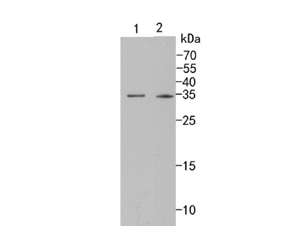 Western blot analysis of Caspase-6 on different lysates. Proteins were transferred to a PVDF membrane and blocked with 5% BSA in PBS for 1 hour at room temperature. The primary antibody (ET1610-24, 1/500) was used in 5% BSA at room temperature for 2 hours. Goat Anti-Rabbit IgG - HRP Secondary Antibody (HA1001) at 1:200,000 dilution was used for 1 hour at room temperature.<br />
Positive control: <br />
Lane 1: NIH/3T3 cell lysate<br />
Lane 2: Mouse kidney tissue lysate<br />
<br />
Predicted band size: 33 kDa<br />
Observed band size: 33 kDa