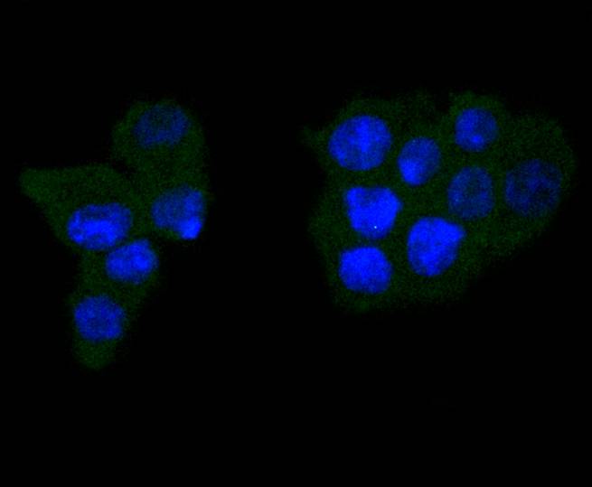 ICC staining of Caspase-6 in SW480 cells (green). Formalin fixed cells were permeabilized with 0.1% Triton X-100 in TBS for 10 minutes at room temperature and blocked with 10% negative goat serum for 15 minutes at room temperature. Cells were probed with the primary antibody (ET1610-24, 1/200) for 1 hour at room temperature, washed with PBS. Alexa Fluor®488 conjugate-Goat anti-Rabbit IgG was used as the secondary antibody at 1/1,000 dilution. The nuclear counter stain is DAPI (blue).