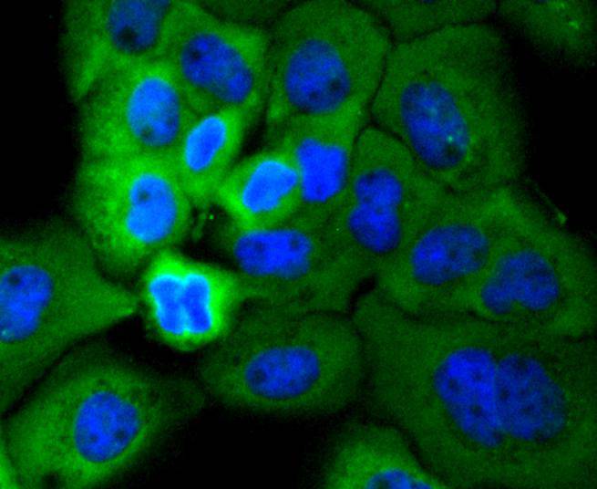 ICC staining of Phospho-RSK1(S380) in A431 cells (green). Formalin fixed cells were permeabilized with 0.1% Triton X-100 in TBS for 10 minutes at room temperature and blocked with 10% negative goat serum for 15 minutes at room temperature. Cells were probed with the primary antibody (ET1610-28, 1/50) for 1 hour at room temperature, washed with PBS. Alexa Fluor®488 conjugate-Goat anti-Rabbit IgG was used as the secondary antibody at 1/1,000 dilution. The nuclear counter stain is DAPI (blue).