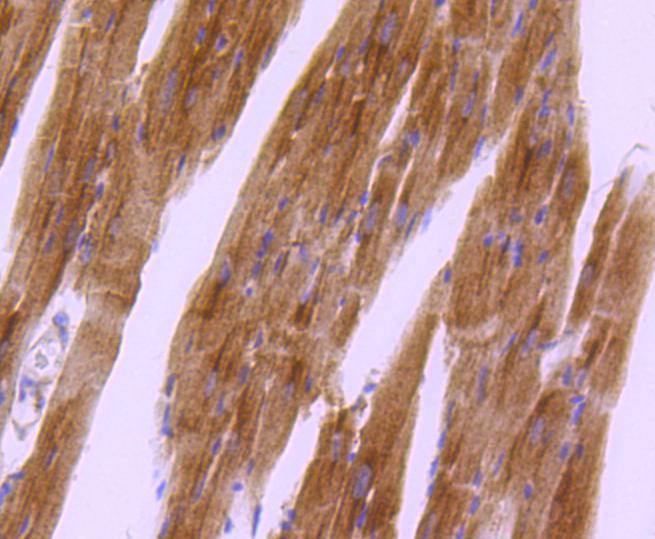 Immunohistochemical analysis of paraffin-embedded mouse heart tissue using anti-Phospho-PKA R2 (S99) antibody. The section was pre-treated using heat mediated antigen retrieval with Tris-EDTA buffer (pH 8.0-8.4) for 20 minutes.The tissues were blocked in 5% BSA for 30 minutes at room temperature, washed with ddH2O and PBS, and then probed with the primary antibody (ET1610-29, 1/50) for 30 minutes at room temperature. The detection was performed using an HRP conjugated compact polymer system. DAB was used as the chromogen. Tissues were counterstained with hematoxylin and mounted with DPX.