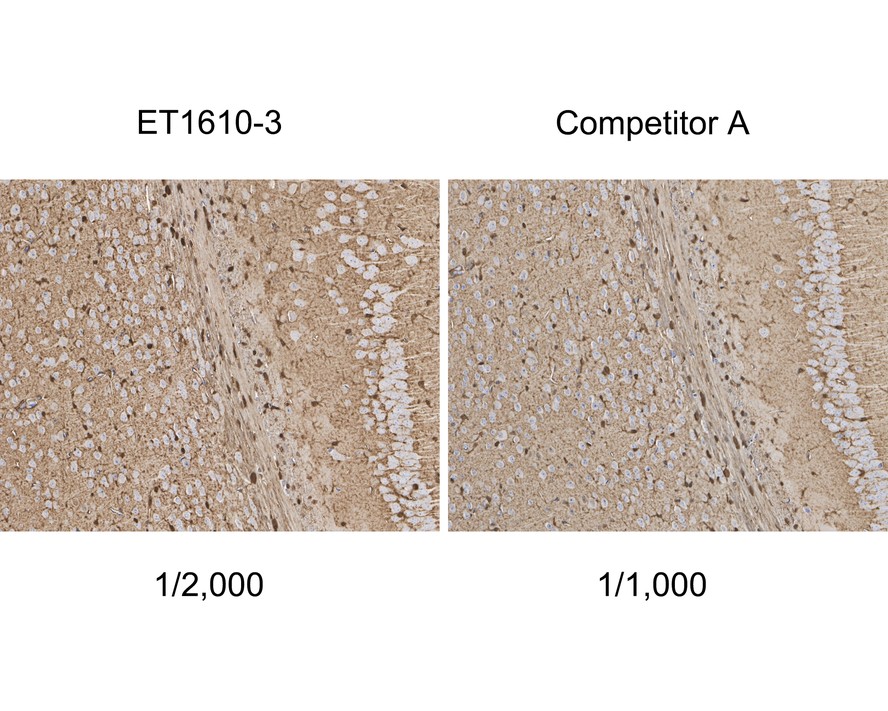 Immunohistochemical analysis of paraffin-embedded mouse brain tissue with Rabbit anti-S100 beta antibody (ET1610-3) at 1/2,000 dilution and competitor's antibody at 1/1,000 dilution.<br />
<br />
The section was pre-treated using heat mediated antigen retrieval with Tris-EDTA buffer (pH 9.0) for 20 minutes. The tissues were blocked in 1% BSA for 20 minutes at room temperature, washed with ddH2O and PBS, and then probed with the primary antibody (ET1610-3) at 1/2,000 dilution and competitor's antibody at 1/1,000 dilution for 1 hour at room temperature. The detection was performed using an HRP conjugated compact polymer system. DAB was used as the chromogen. Tissues were counterstained with hematoxylin and mounted with DPX.