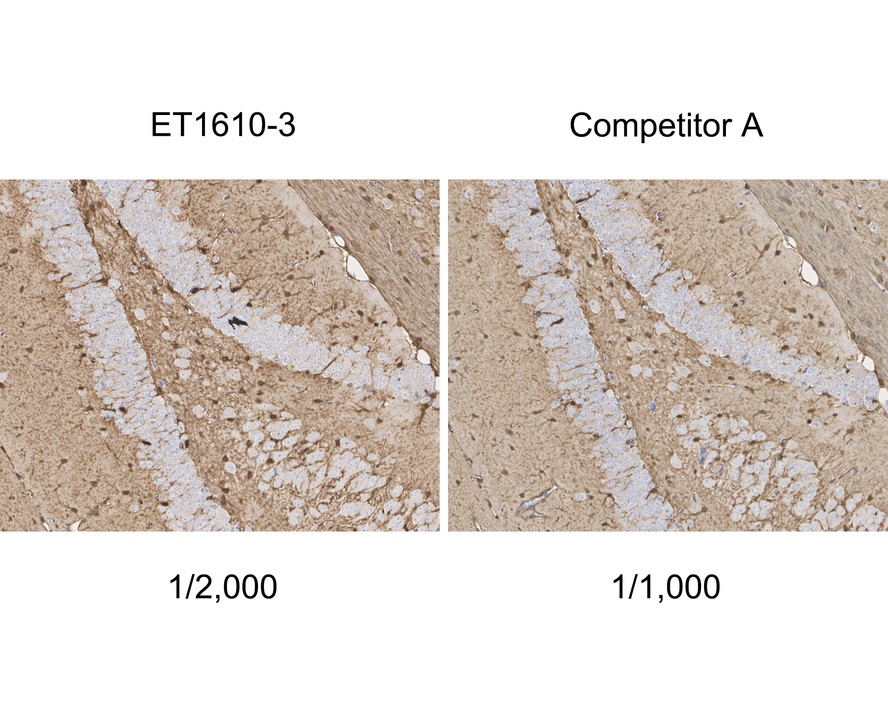Immunohistochemical analysis of paraffin-embedded mouse hippocampus tissue with Rabbit anti-S100 beta antibody (ET1610-3) at 1/2,000 dilution and competitor's antibody at 1/1,000 dilution.<br />
<br />
The section was pre-treated using heat mediated antigen retrieval with Tris-EDTA buffer (pH 9.0) for 20 minutes. The tissues were blocked in 1% BSA for 20 minutes at room temperature, washed with ddH2O and PBS, and then probed with the primary antibody (ET1610-3) at 1/2,000 dilution and competitor's antibody at 1/1,000 dilution for 1 hour at room temperature. The detection was performed using an HRP conjugated compact polymer system. DAB was used as the chromogen. Tissues were counterstained with hematoxylin and mounted with DPX.