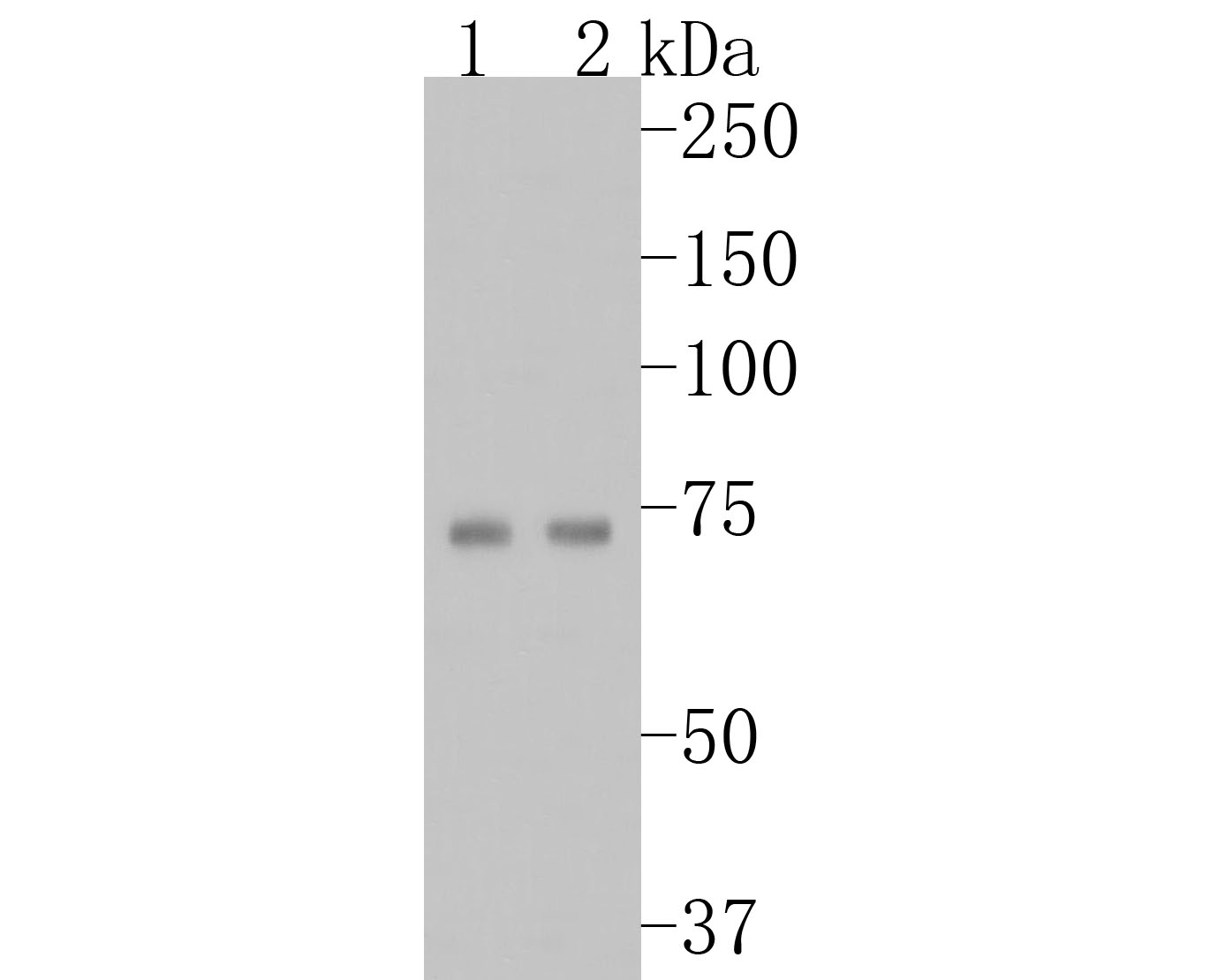 Western blot analysis of Tryptophan Hydroxylase 1 (TPH1) on different lysates. Proteins were transferred to a PVDF membrane and blocked with 5% BSA in PBS for 1 hour at room temperature. The primary antibody (ET1610-37, 1/500) was used in 5% BSA at room temperature for 2 hours. Goat Anti-Rabbit IgG - HRP Secondary Antibody (HA1001) at 1:5,000 dilution was used for 1 hour at room temperature.<br />
Positive control: <br />
Lane 1: HL-60 cell lysate<br />
Lane 2: Hela cell lysate