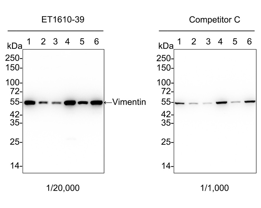 All lanes: Western blot analysis of Vimentin with anti-Vimentin antibody (ET1610-39) at 1:500 dilution.<br />
Lane 1: Wild-type Hela whole cell lysate (10 µg).<br />
Lane 2: Vimentin knockout Hela whole cell lysate (10 µg).<br />
<br />
ET1610-39 was shown to specifically react with Vimentin in wild-type Hela cells. No band was observed when Vimentin knockout sample was tested. Wild-type and Vimentin knockout samples were subjected to SDS-PAGE. Proteins were transferred to a PVDF membrane and blocked with 5% NFDM in TBST for 1 hour at room temperature. The primary antibody (ET1610-39, 1:500) was used in 5% BSA at room temperature for 2 hours. Goat Anti-Rabbit IgG-HRP Secondary Antibody (HA1001) at 1:300,000 dilution was used for 1 hour at room temperature.