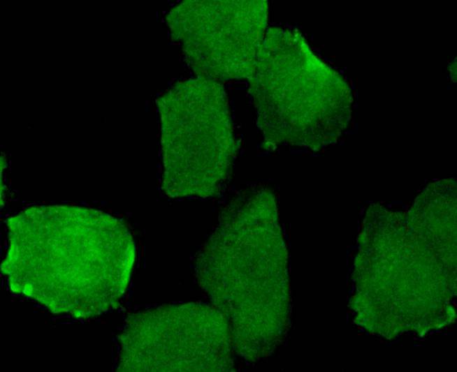 ICC staining of Phospho-EGFR (Y1173) in untreated A431 cells (green). Formalin fixed cells were permeabilized with 0.1% Triton X-100 in TBS for 10 minutes at room temperature and blocked with 1% Blocker BSA for 15 minutes at room temperature. Cells were probed with the primary antibody (ET1610-4, 1/50) for 1 hour at room temperature, washed with PBS. Alexa Fluor®488 Goat anti-Rabbit IgG was used as the secondary antibody at 1/1,000 dilution. The nuclear counter stain is DAPI (blue).