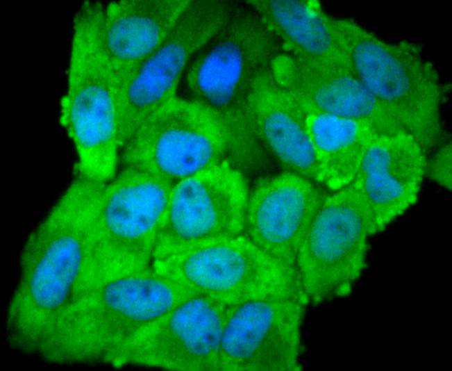 ICC staining of eIF5A in Hela cells (green). Formalin fixed cells were permeabilized with 0.1% Triton X-100 in TBS for 10 minutes at room temperature and blocked with 1% Blocker BSA for 15 minutes at room temperature. Cells were probed with the primary antibody (ET1610-49, 1/50) for 1 hour at room temperature, washed with PBS. Alexa Fluor®488 Goat anti-Rabbit IgG was used as the secondary antibody at 1/1,000 dilution. The nuclear counter stain is DAPI (blue).