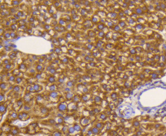 Immunohistochemical analysis of paraffin-embedded mouse liver tissue using anti-eIF5A antibody. The section was pre-treated using heat mediated antigen retrieval with Tris-EDTA buffer (pH 8.0-8.4) for 20 minutes.The tissues were blocked in 5% BSA for 30 minutes at room temperature, washed with ddH2O and PBS, and then probed with the primary antibody (ET1610-49, 1/50) for 30 minutes at room temperature. The detection was performed using an HRP conjugated compact polymer system. DAB was used as the chromogen. Tissues were counterstained with hematoxylin and mounted with DPX.