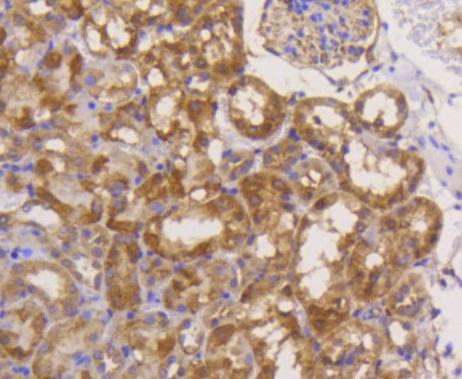 Immunohistochemical analysis of paraffin-embedded mouse kidney tissue using anti-eIF5A antibody. The section was pre-treated using heat mediated antigen retrieval with Tris-EDTA buffer (pH 8.0-8.4) for 20 minutes.The tissues were blocked in 5% BSA for 30 minutes at room temperature, washed with ddH2O and PBS, and then probed with the primary antibody (ET1610-49, 1/50) for 30 minutes at room temperature. The detection was performed using an HRP conjugated compact polymer system. DAB was used as the chromogen. Tissues were counterstained with hematoxylin and mounted with DPX.