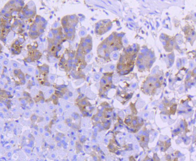 Immunohistochemical analysis of paraffin-embedded mouse stomach tissue using anti-Asparagine synthetase antibody. The section was pre-treated using heat mediated antigen retrieval with Tris-EDTA buffer (pH 8.0-8.4) for 20 minutes.The tissues were blocked in 5% BSA for 30 minutes at room temperature, washed with ddH2O and PBS, and then probed with the primary antibody (ET1610-50, 1/50) for 30 minutes at room temperature. The detection was performed using an HRP conjugated compact polymer system. DAB was used as the chromogen. Tissues were counterstained with hematoxylin and mounted with DPX.