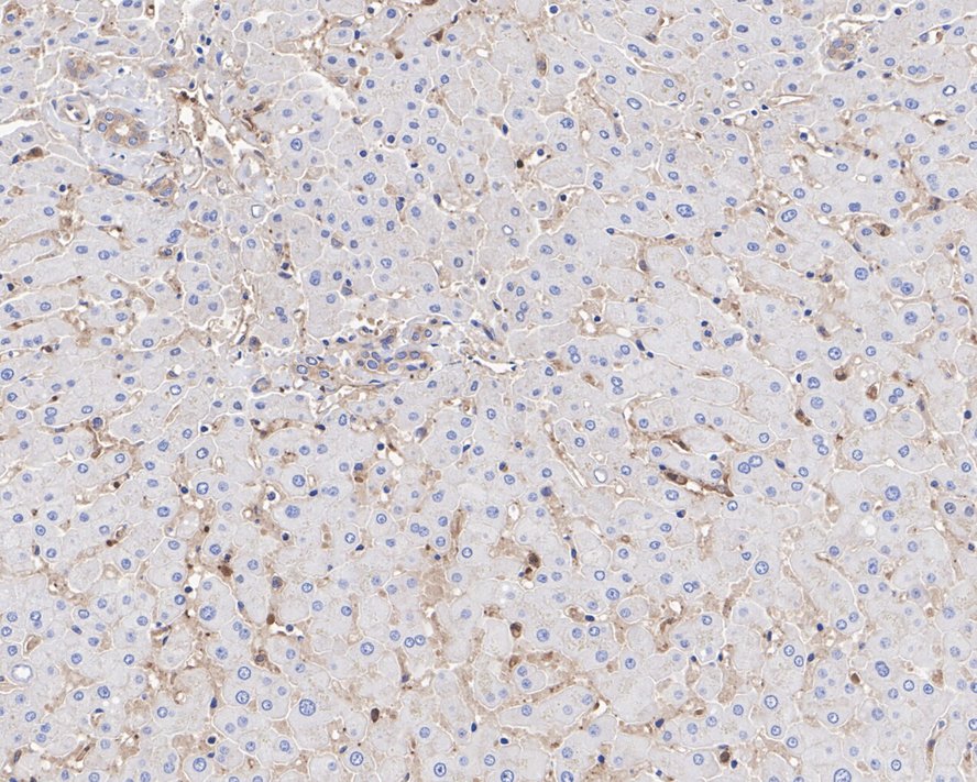 Immunohistochemical analysis of paraffin-embedded human spleen tissue using anti-Apg7 antibody. The section was pre-treated using heat mediated antigen retrieval with sodium citrate buffer (pH 6.0) for 20 minutes. The tissues were blocked in 5% BSA for 30 minutes at room temperature, washed with ddH2O and PBS, and then probed with the primary antibody (ET1610-53, 1/50) for 30 minutes at room temperature. The detection was performed using an HRP conjugated compact polymer system. DAB was used as the chromogen. Tissues were counterstained with hematoxylin and mounted with DPX.