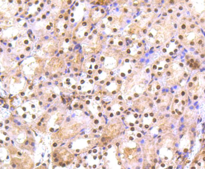 Immunohistochemical analysis of paraffin-embedded mouse kidney tissue using anti-PRP19 antibody. Counter stained with hematoxylin.